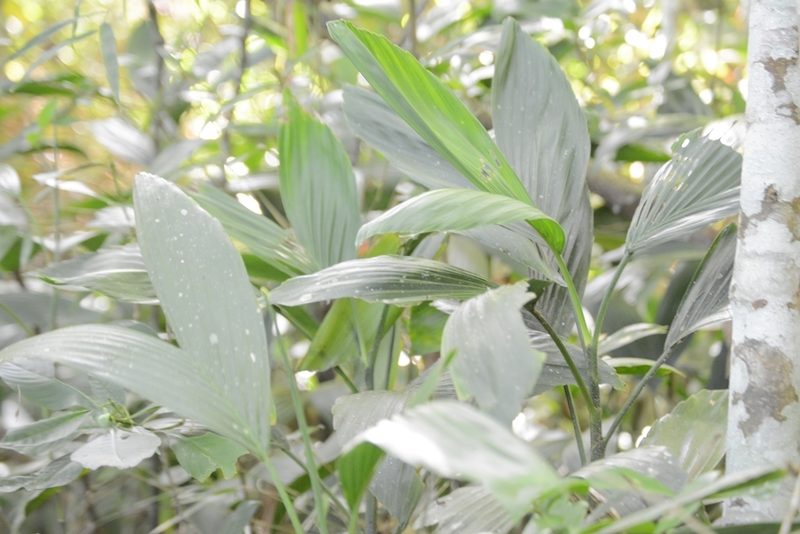 Chamaedorea stolonifera, photographed by Neptalí Ramírez Marcial