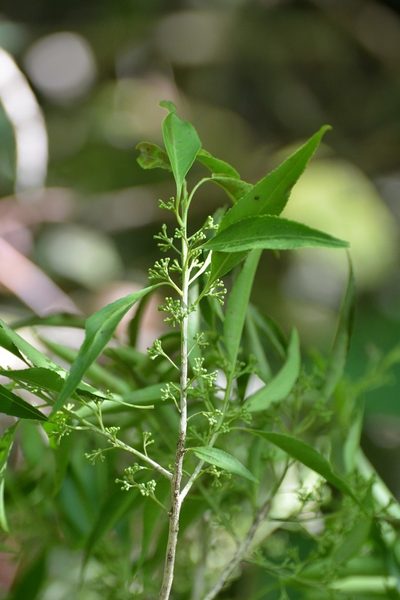 Maytenus chiapensis, photographed by Neptalí Ramírez Marcial