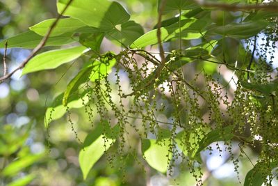 Dioscorea spiculiflora, photographed by Neptalí Ramírez Marcial