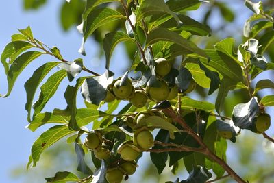 Diospyros salicifolia, photographed by Neptalí Ramírez Marcial