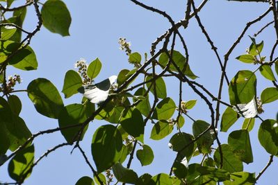 Croton francoanus, photographed by Neptalí Ramírez Marcial