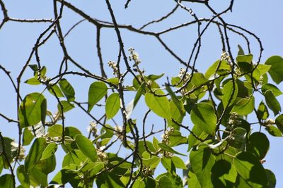 Croton francoanus, photographed by Neptalí Ramírez Marcial