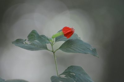 Cuphea intermedia, photographed by Neptalí Ramírez Marcial
