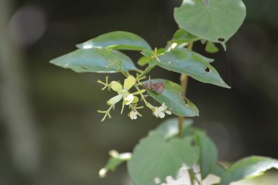 Tetrapterys schiedeana, photographed by Neptalí Ramírez Marcial