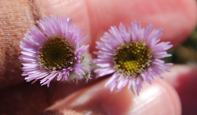 Erigeron borealis, photographed by Millie Basden