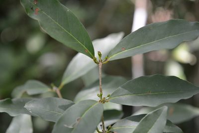 Eugenia choapamensis, photographed by Neptalí Ramírez Marcial