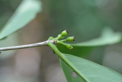 Eugenia choapamensis, photographed by Neptalí Ramírez Marcial