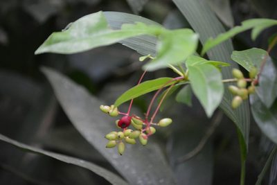 Neea psychotrioides, photographed by Neptalí Ramírez Marcial