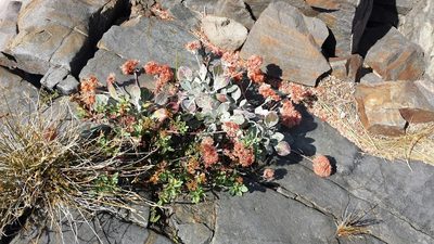 Eriogonum ursinum, photographed by rickr