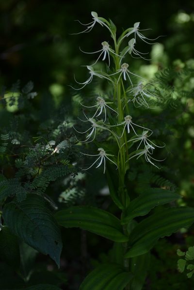 Habenaria lucaecapensis, photographed by Neptalí Ramírez Marcial