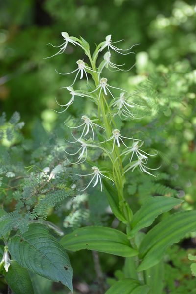 Habenaria lucaecapensis, photographed by Neptalí Ramírez Marcial