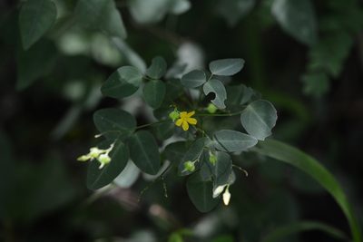 Oxalis frutescens, photographed by Neptalí Ramírez Marcial