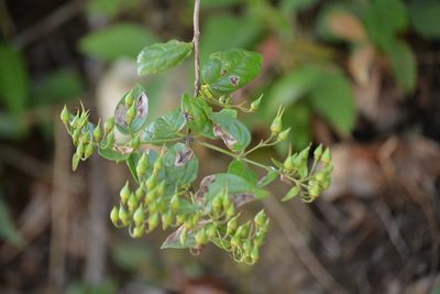 Russelia contrerasii, photographed by Neptalí Ramírez Marcial