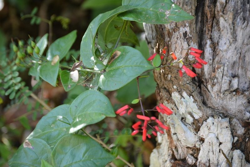 Russelia contrerasii, photographed by Neptalí Ramírez Marcial