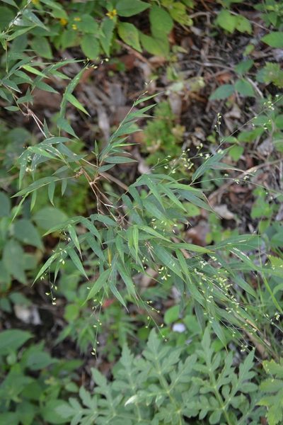 Lasiacis nigra, photographed by Neptalí Ramírez Marcial
