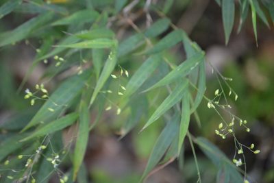 Lasiacis nigra, photographed by Neptalí Ramírez Marcial