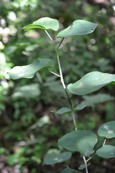 Coccoloba acapulcensis, photographed by Neptalí Ramírez Marcial