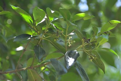 Chiococca phaenostemon, photographed by Neptalí Ramírez Marcial