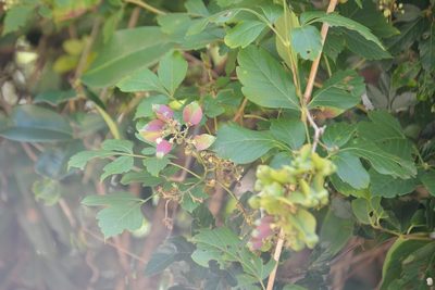 Serjania racemosa, photographed by Neptalí Ramírez Marcial