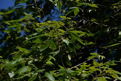 Thouinia acuminata, photographed by Neptalí Ramírez Marcial