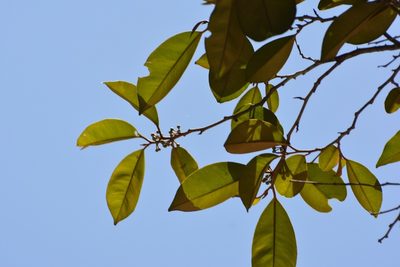 Chrysophyllum mexicanum, photographed by Neptalí Ramírez Marcial