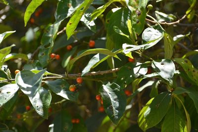 Solanum lanceifolium, photographed by Neptalí Ramírez Marcial