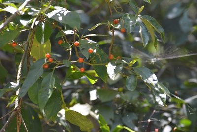 Solanum lanceifolium, photographed by Neptalí Ramírez Marcial