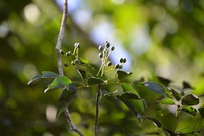 Turpinia occidentalis, photographed by Neptalí Ramírez Marcial