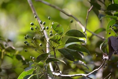 Turpinia occidentalis, photographed by Neptalí Ramírez Marcial