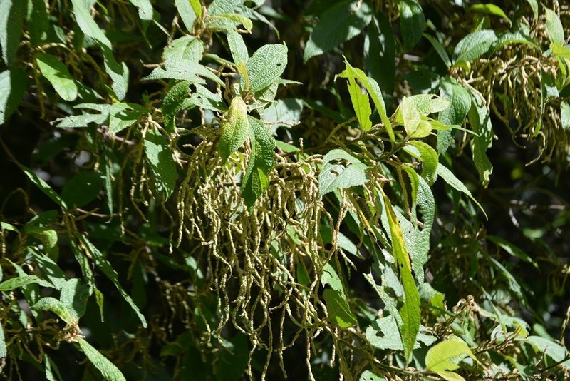 Myriocarpa heterospicata, photographed by Neptalí Ramírez Marcial