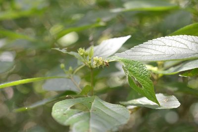 Lippia cardiostegia, photographed by Neptalí Ramírez Marcial