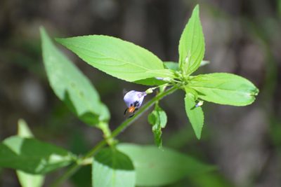 Pombalia glabra, photographed by Neptalí Ramírez Marcial