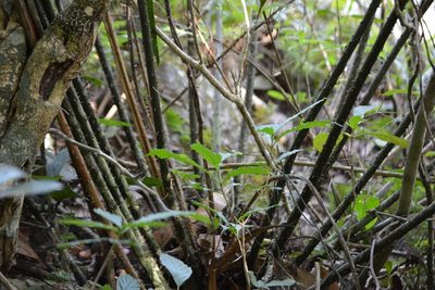 Ceratozamia robusta, photographed by Neptalí Ramírez Marcial