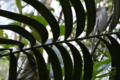 Ceratozamia robusta, photographed by Neptalí Ramírez Marcial