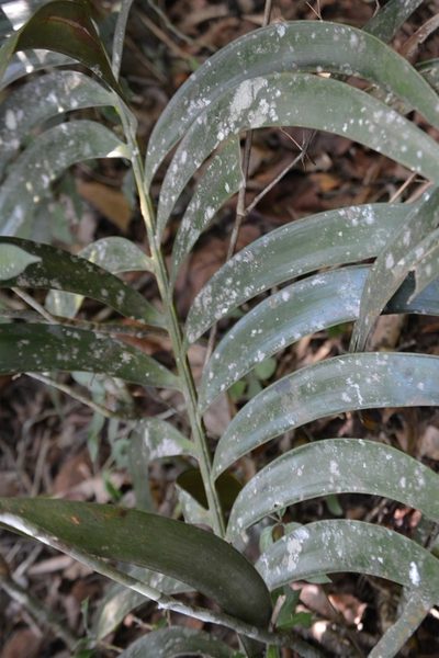 Ceratozamia robusta, photographed by Neptalí Ramírez Marcial