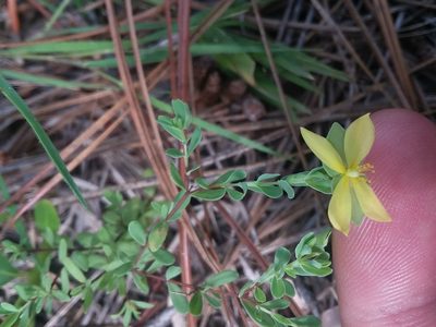 Hypericum suffruticosum, photographed by Will McFarland