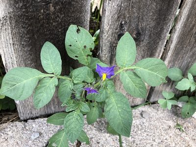 Solanum stoloniferum, photographed by CK2AZ