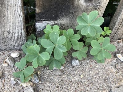 Oxalis caerulea, photographed by CK2AZ
