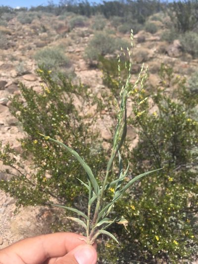 Panicum hirticaule, photographed by Cecelia Alexander