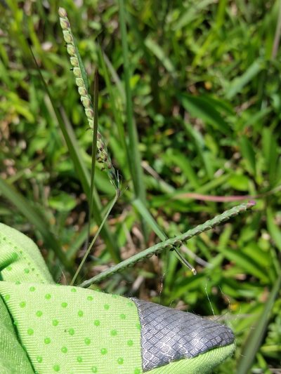 Paspalum laeve, photographed by Zihao Wang
