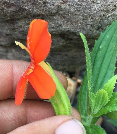 Erythranthe cinnabarina, photographed by Adam J. Searcy