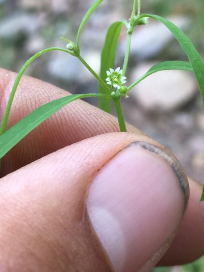 Euphorbia bilobata, photographed by Adam J. Searcy