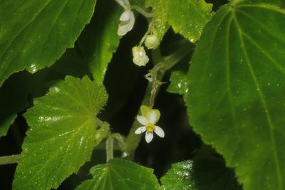 Begonia wallichiana, photographed by Juan Cruzado Cortés