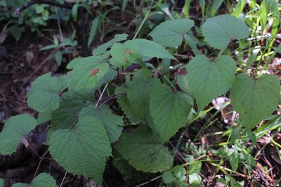 Vitis tiliifolia, photographed by Said Jimenez