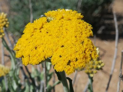Helichrysum hebelepis, photographed by Kevin Murray