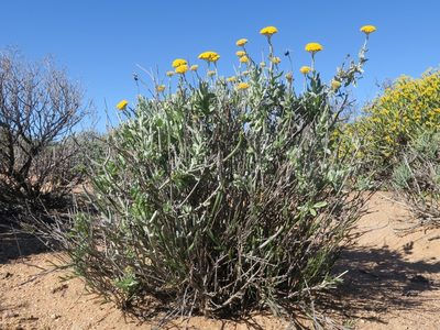 Helichrysum hebelepis, photographed by Kevin Murray