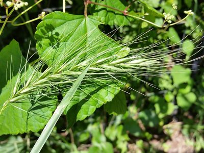 Elymus riparius, photographed by Zihao Wang