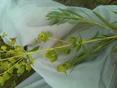 Euphorbia saratoi, photographed by Andre Hosper