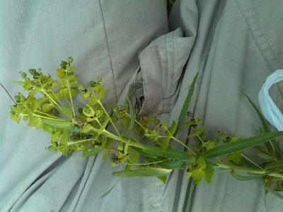 Euphorbia saratoi, photographed by Andre Hosper