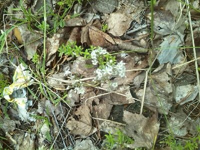 Gypsophila fastigiata, photographed by Andre Hosper